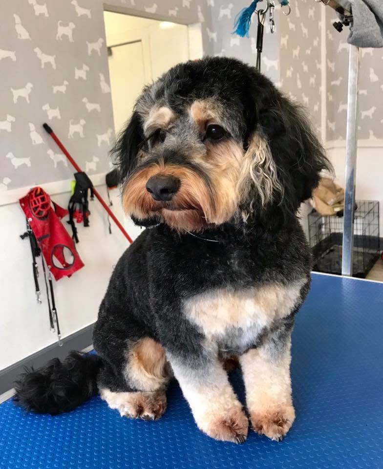 Cockapoo after dog grooming at Oh My Dog in Dumbarton