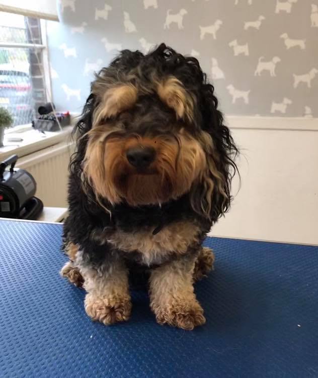 Cockapoo before grooming at Oh My Dog in Dumbarton