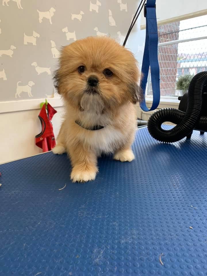 Shih Tzu after dog grooming at Oh My Dog in Dumbarton