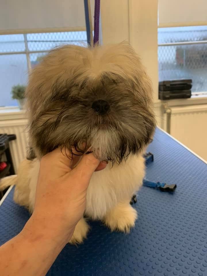 Shih Tzu before grooming at Oh My Dog in Dumbarton