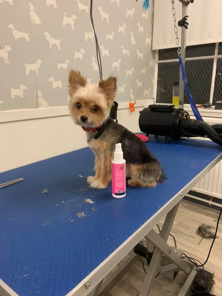 Yorkie after dog grooming at Oh My Dog in Dumbarton