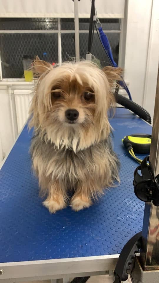Yorkie before grooming at Oh My Dog in Dumbarton
